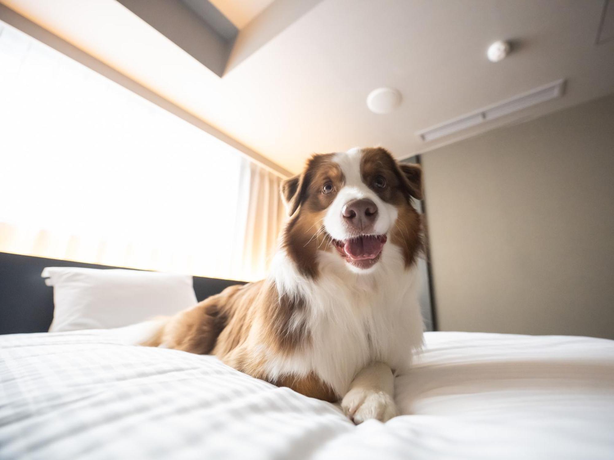 Hotel Anddoggy Kyoto Nijo מראה חיצוני תמונה